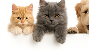 Kedi Mamalarında <br> Süper İndirim!