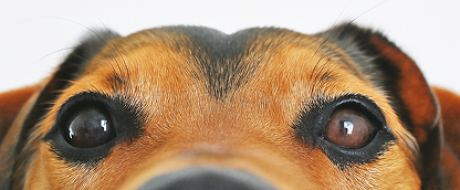 Güvenli <br> Taşıma Çantaları ve Kafesler