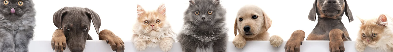 Kedi & Köpek Taşıma Çantalarında %20 <br> İndirim